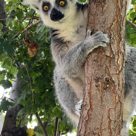 π Large Heather Gray World Lemur Day Crewneck Tee π - Picture 16 of 16